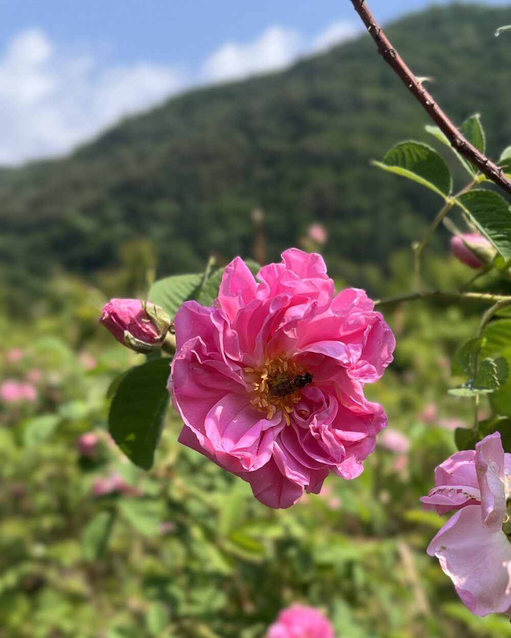 손으로 수확한 생화