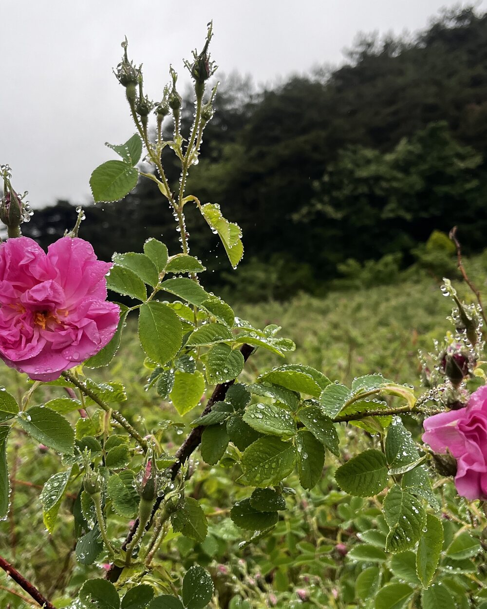평창 대화면 농장