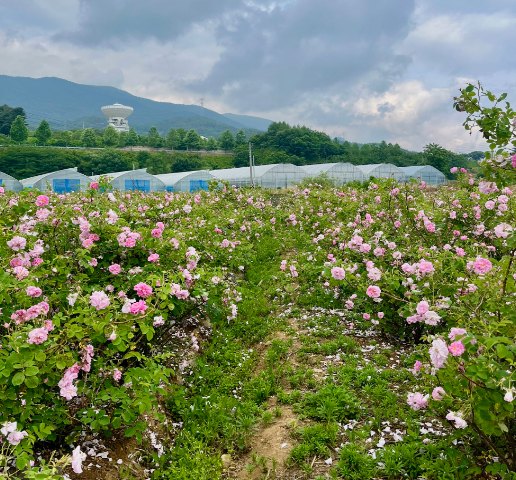 평창산 다마스크 로즈워터 SD